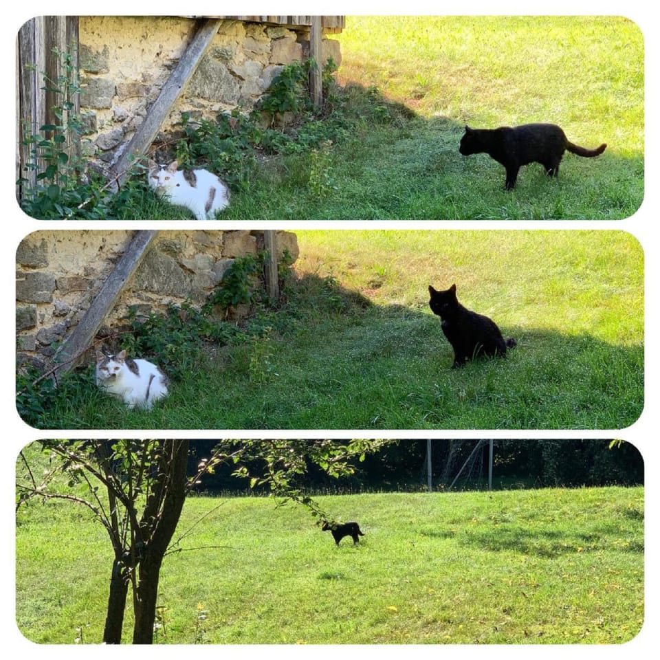 Animals