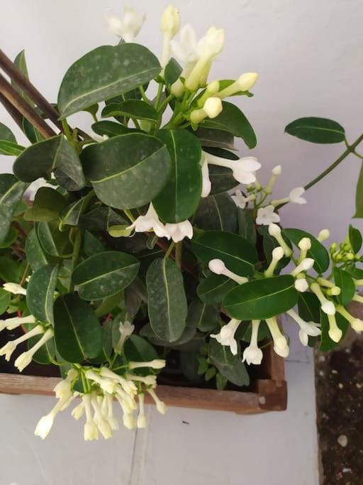 New studio in the city! House in Kos