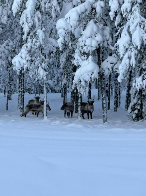 Natural landscape, Winter, Animals