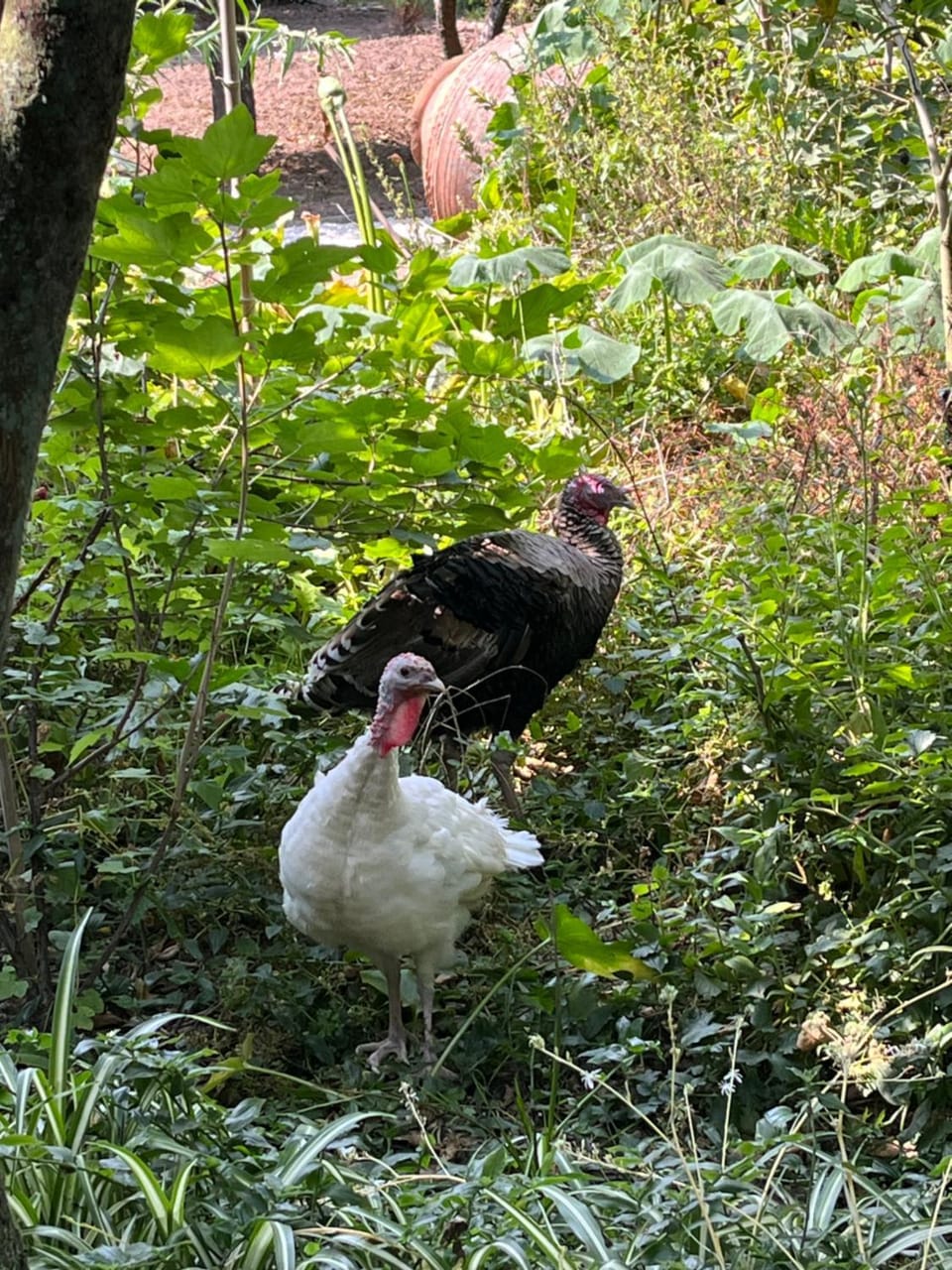 Animals