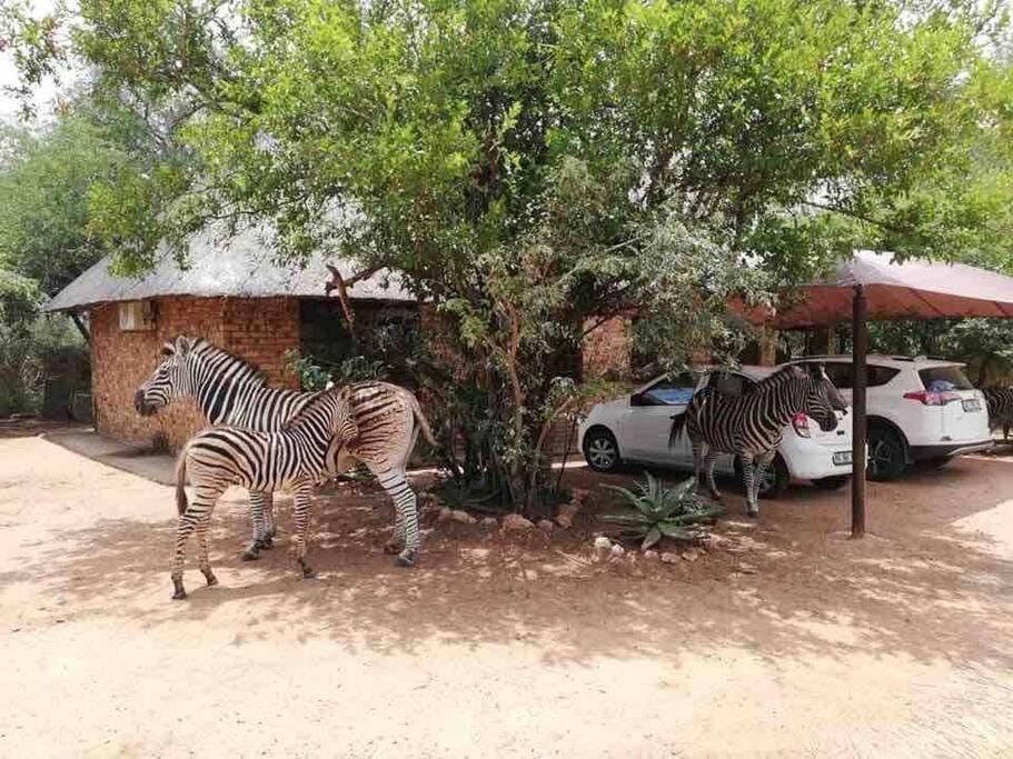 Property building, Animals, Parking