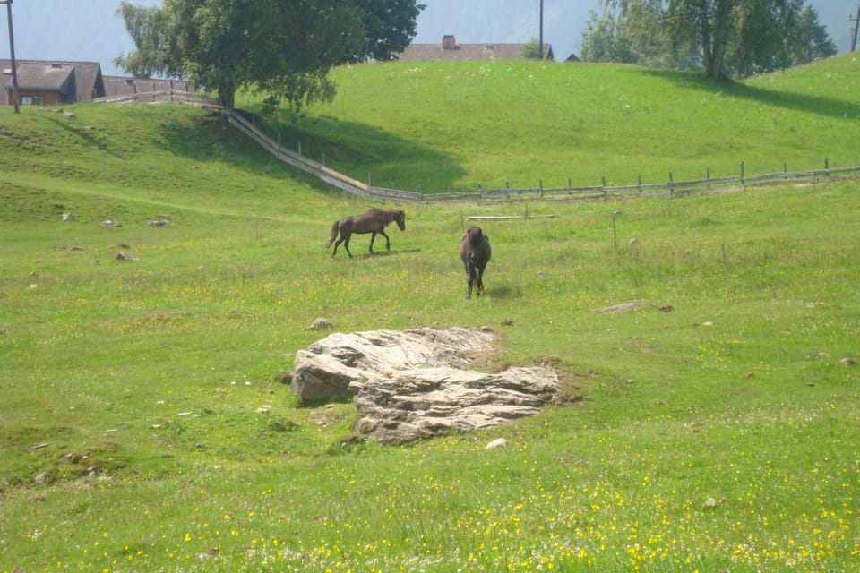 Animals