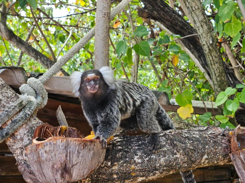 Natural landscape, Animals