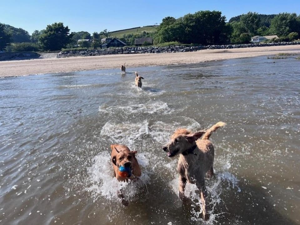 Yr Hen Beudy Barn Conversion Sleeps 4 Dogs Ok House in Llansteffan
