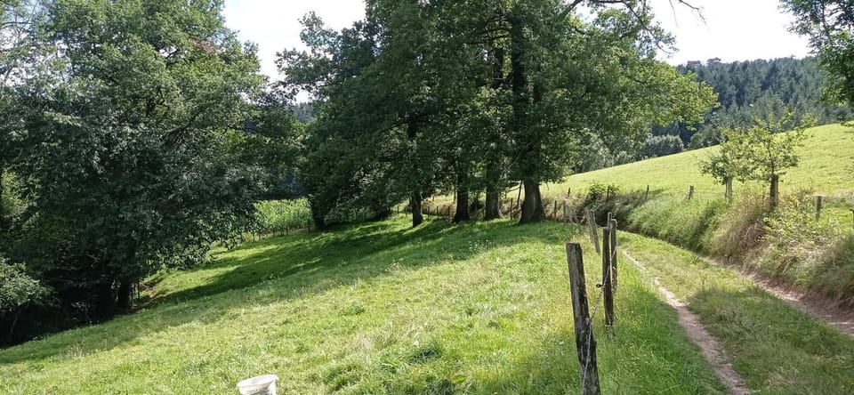 Natural landscape, Garden, Garden view