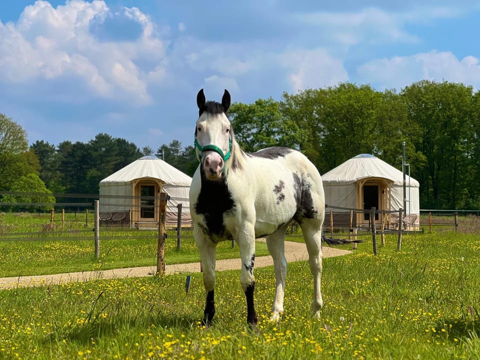 Property building, Animals
