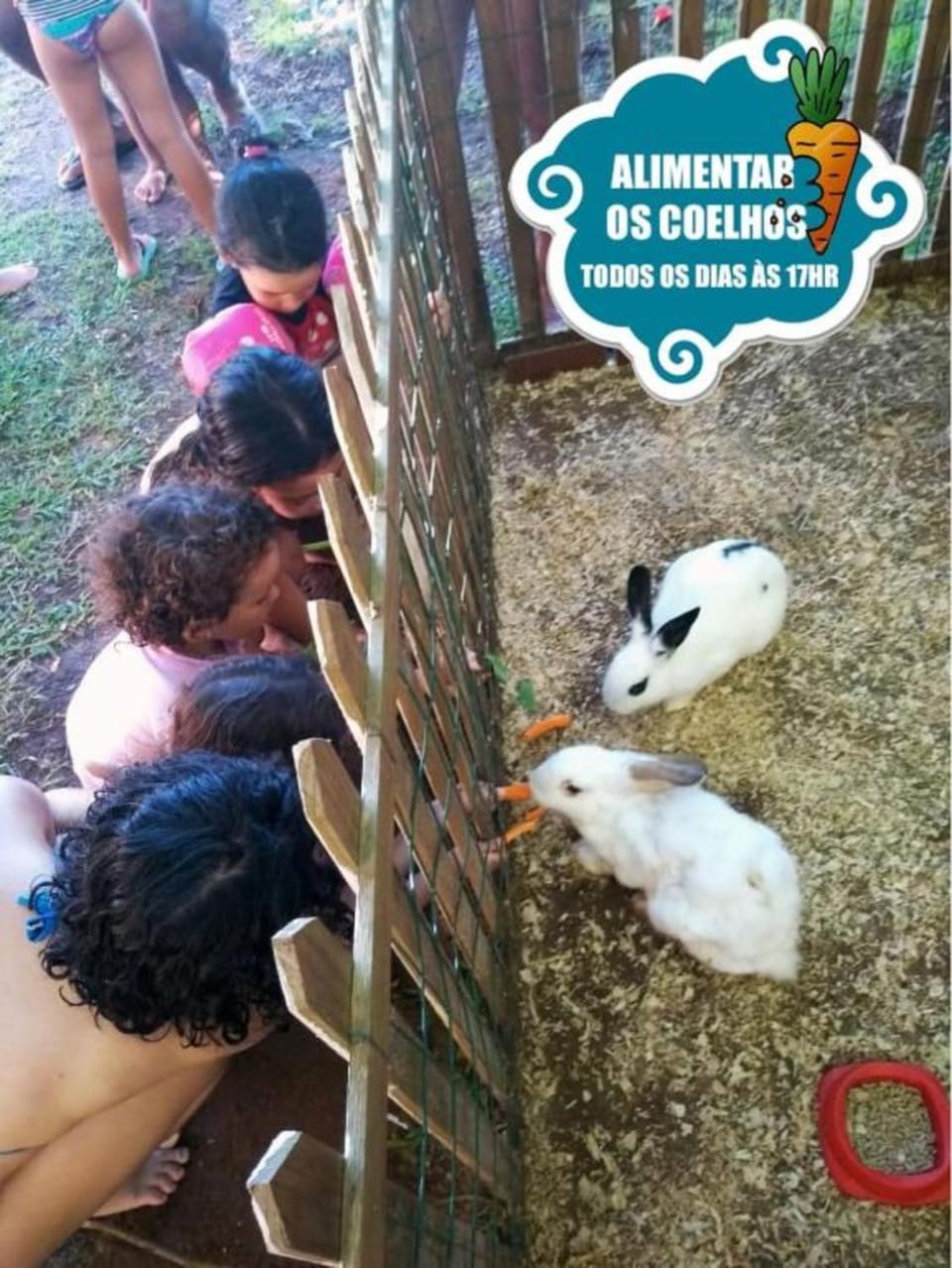 Animals