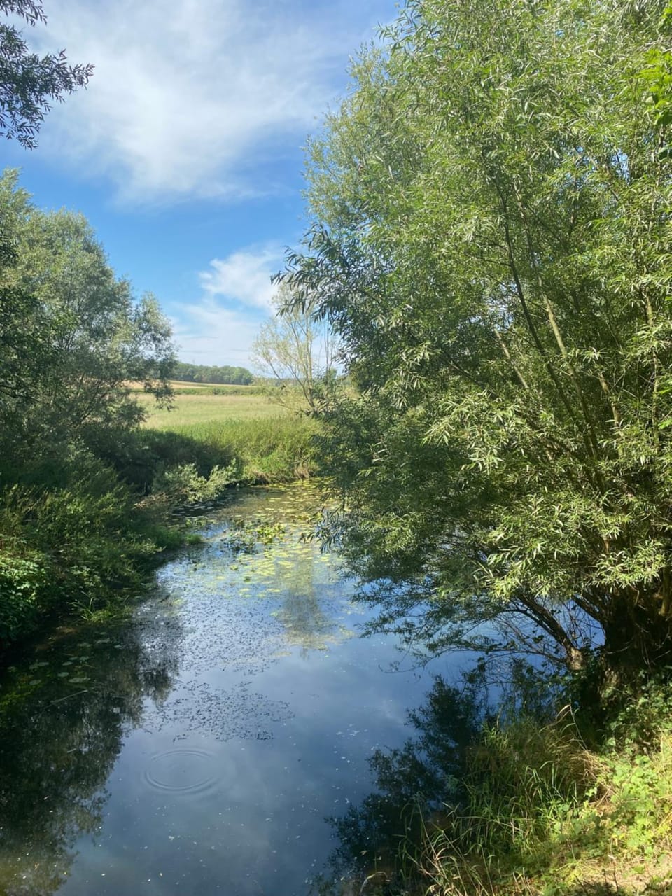 Garden, River view