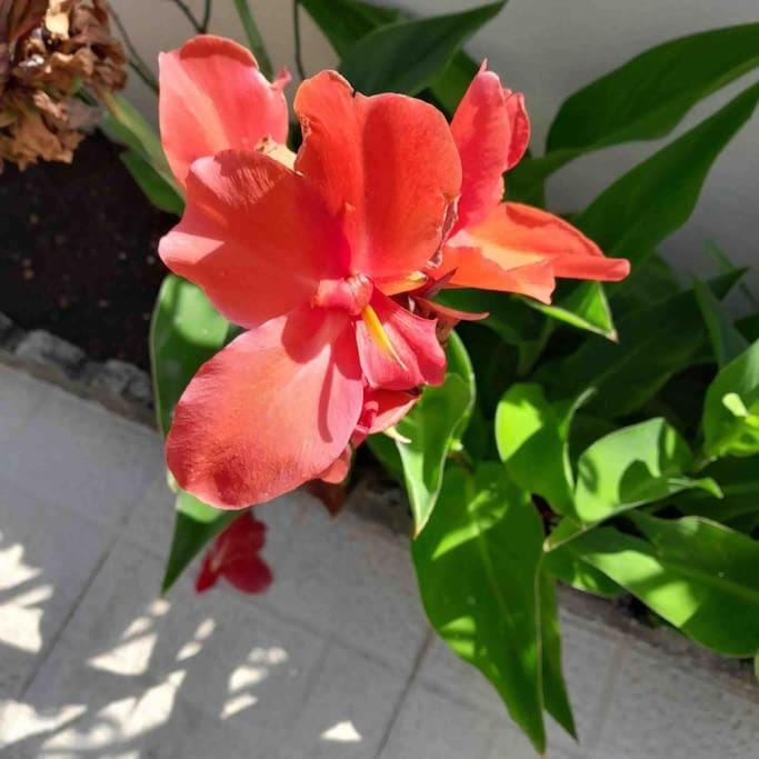 Spring, Garden, Garden
