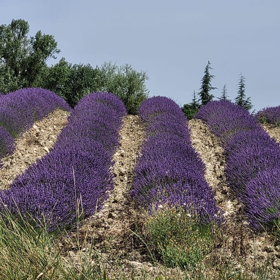 Natural landscape