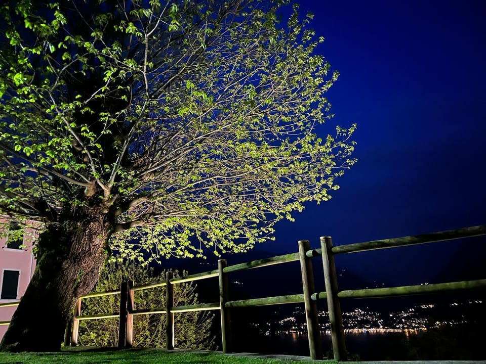 Night, Garden, Garden view