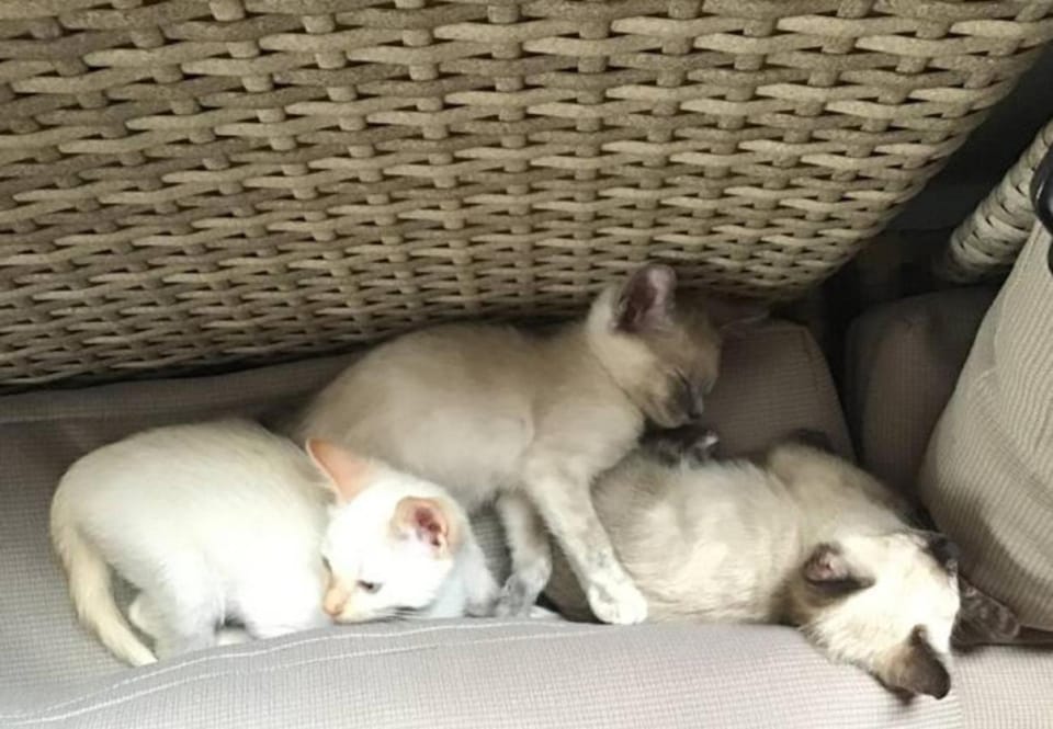 Pets