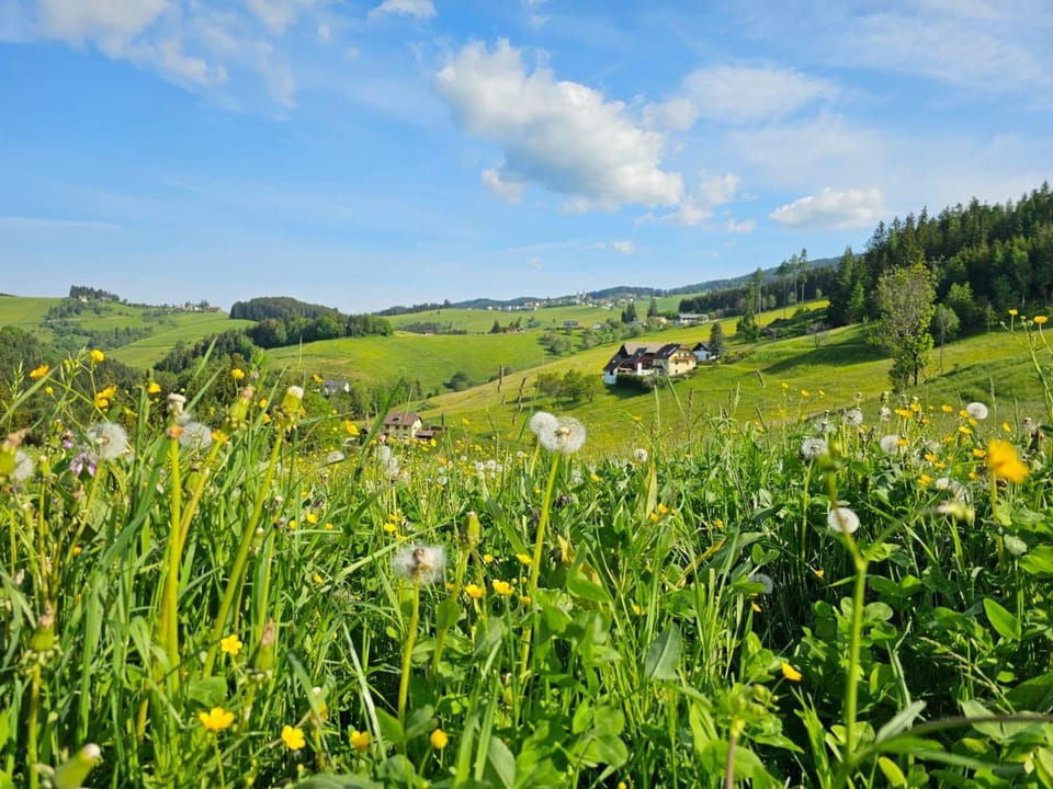Mountain view