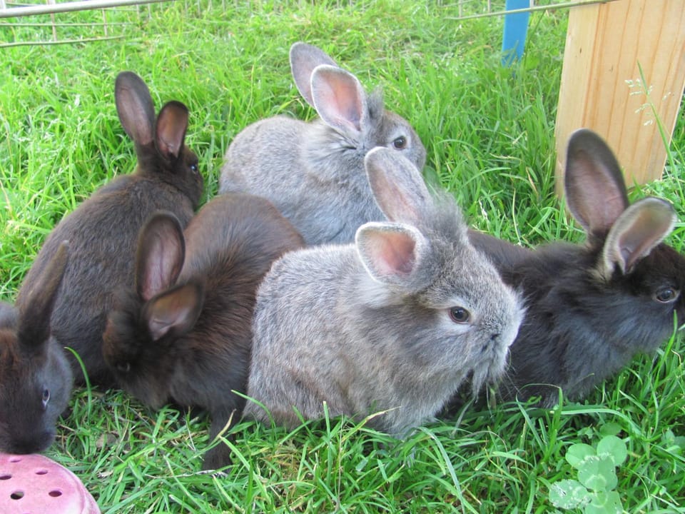 Animals