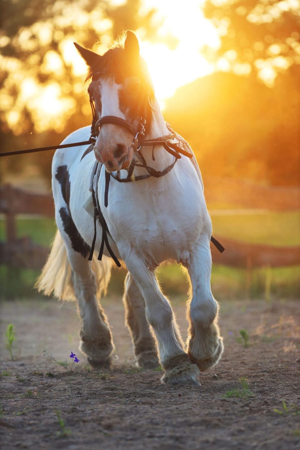 Horse-riding