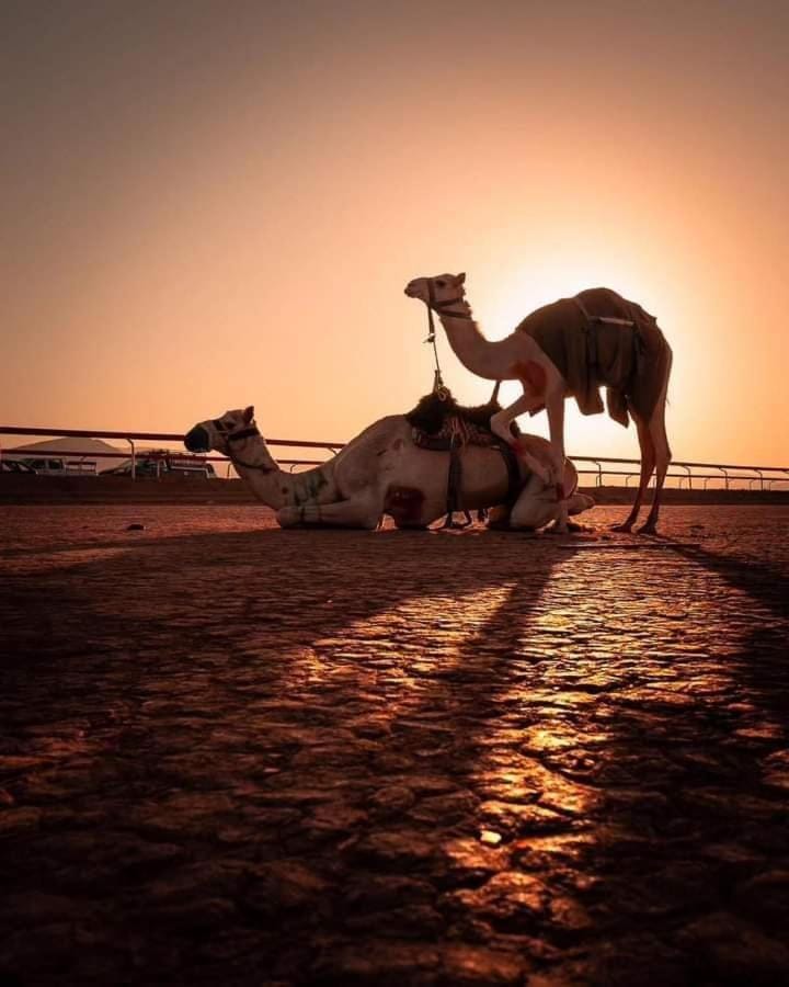 Rum Bedouin trips Campground/ 
RV Resort in South District