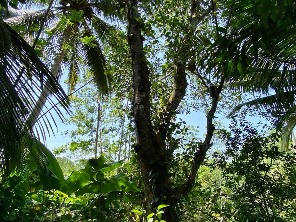 Natural landscape, Garden, Garden view