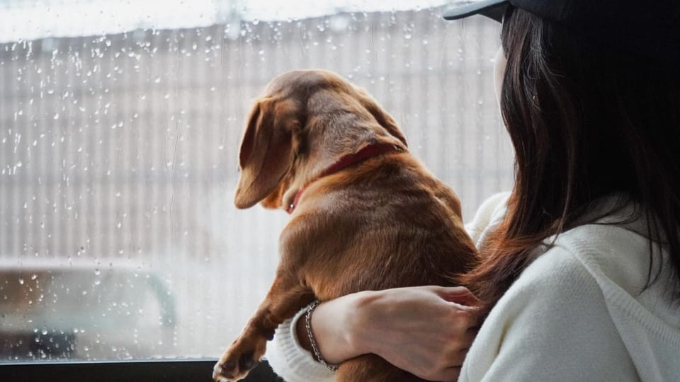 Animals, Animals, Pets, pet friendly, pet friendly