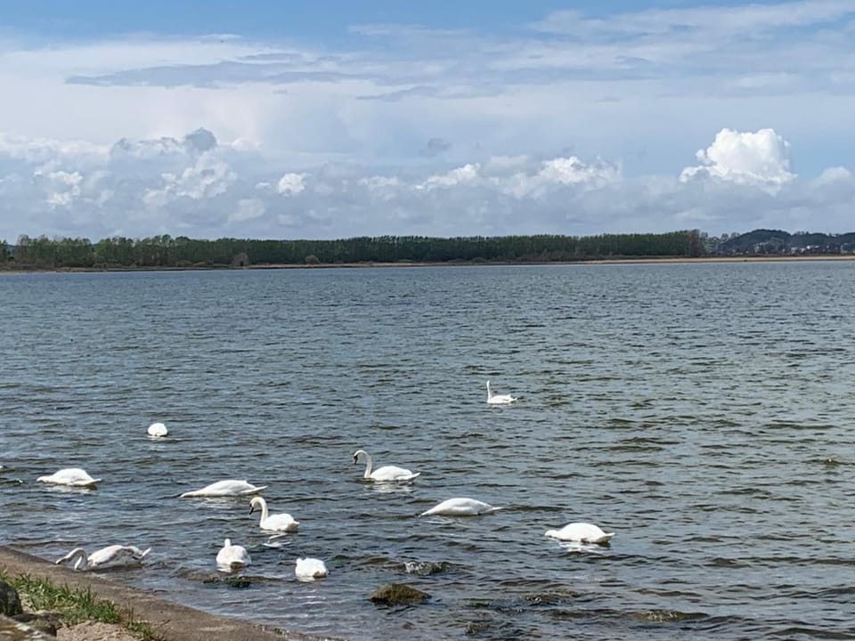 Natural landscape, Animals