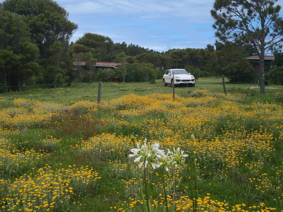 Spring, Natural landscape, Garden, Garden view