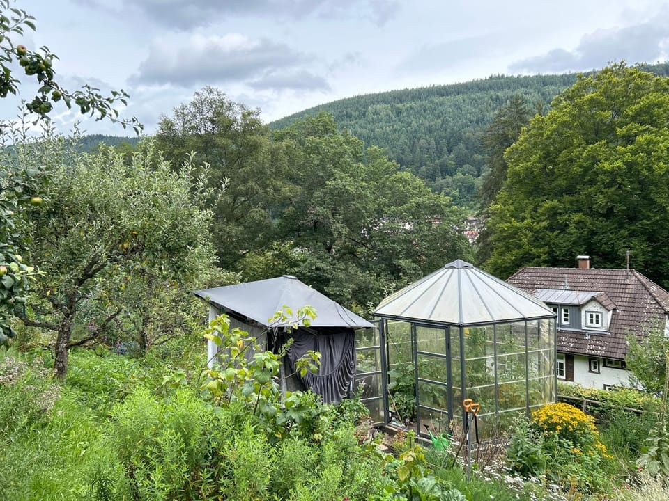 Garden view
