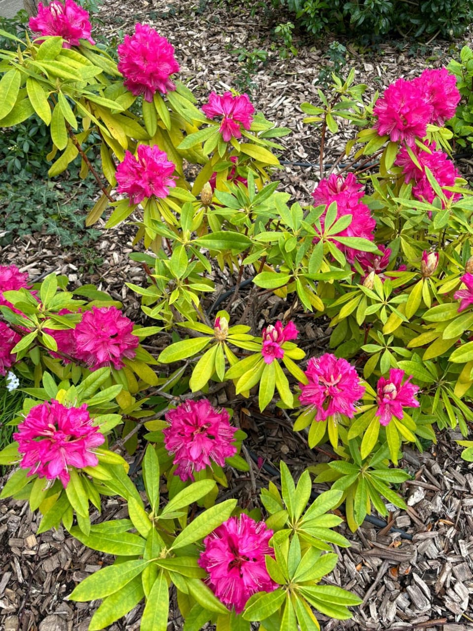Spring, Garden