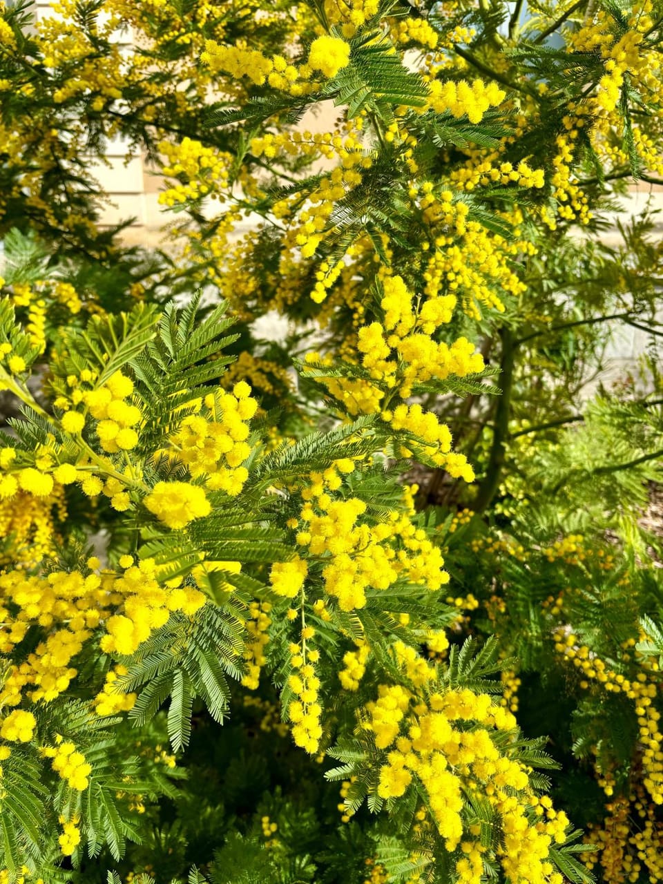 Spring, Natural landscape, Garden