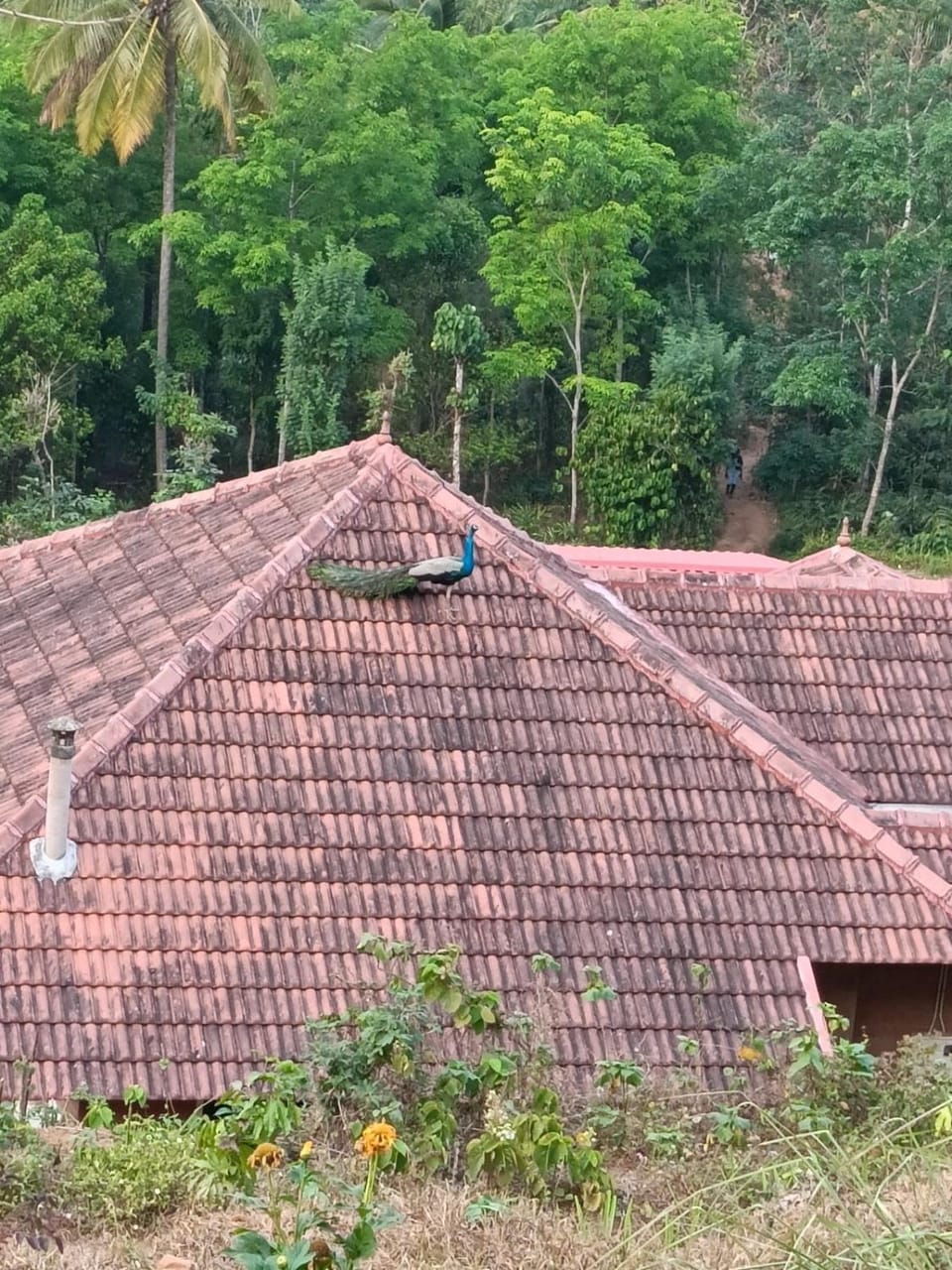 Nila Homestay Apartment in Kerala