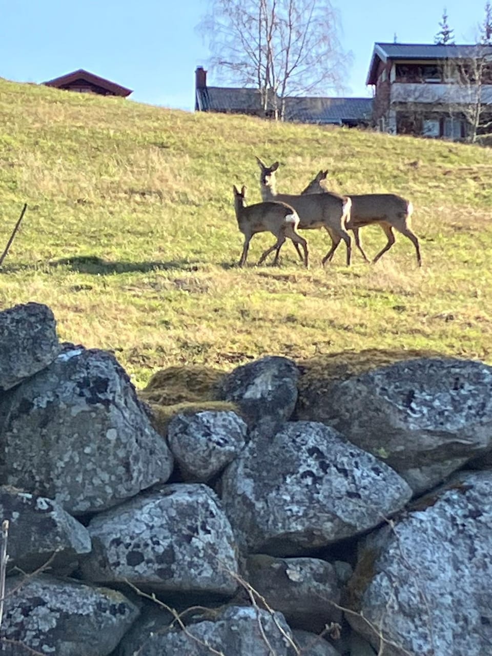 Animals