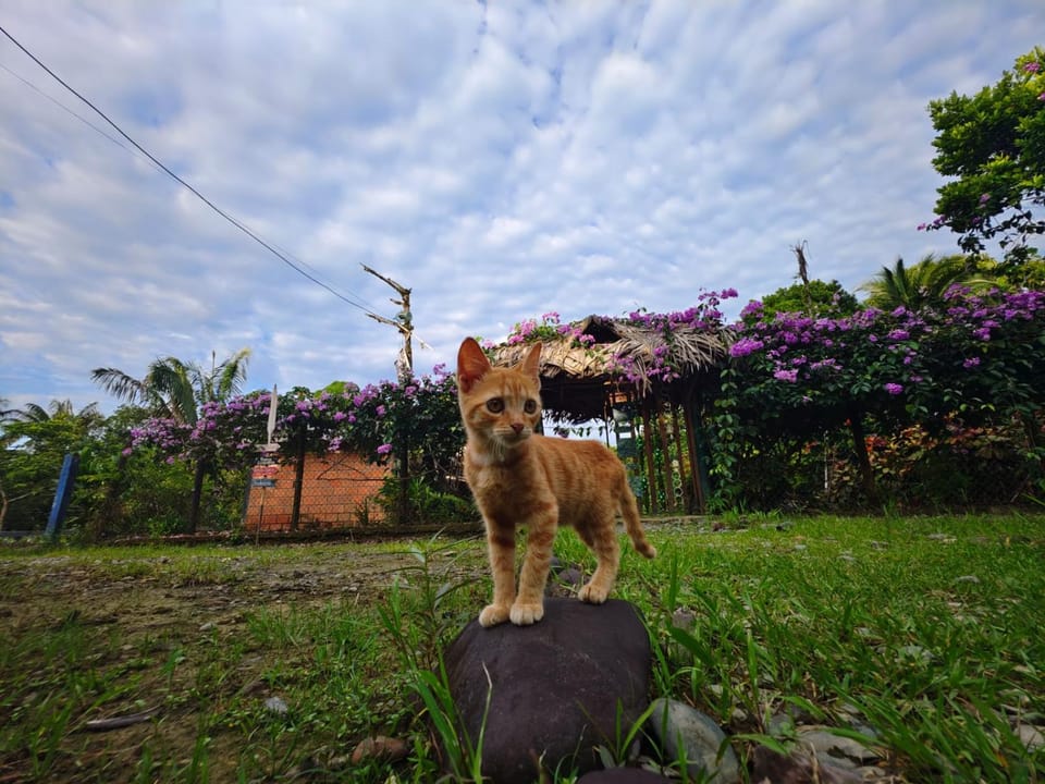Facade/entrance, Day, Pets