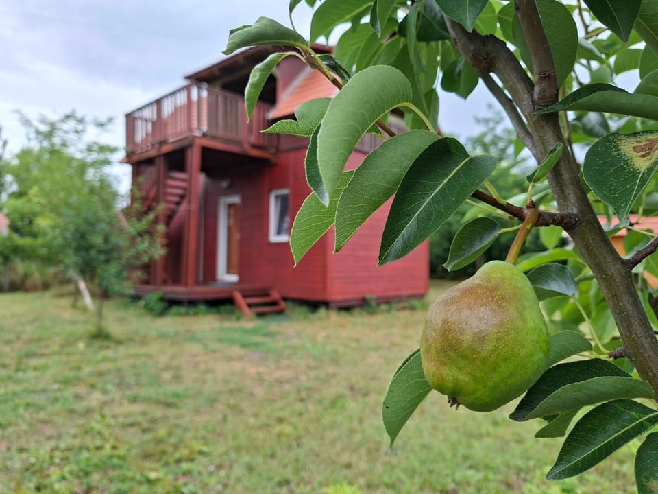 Property building, Summer, Garden