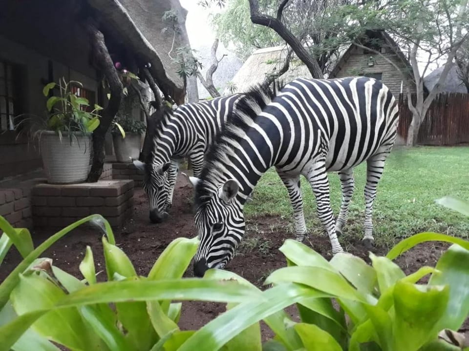 Animals, Garden view