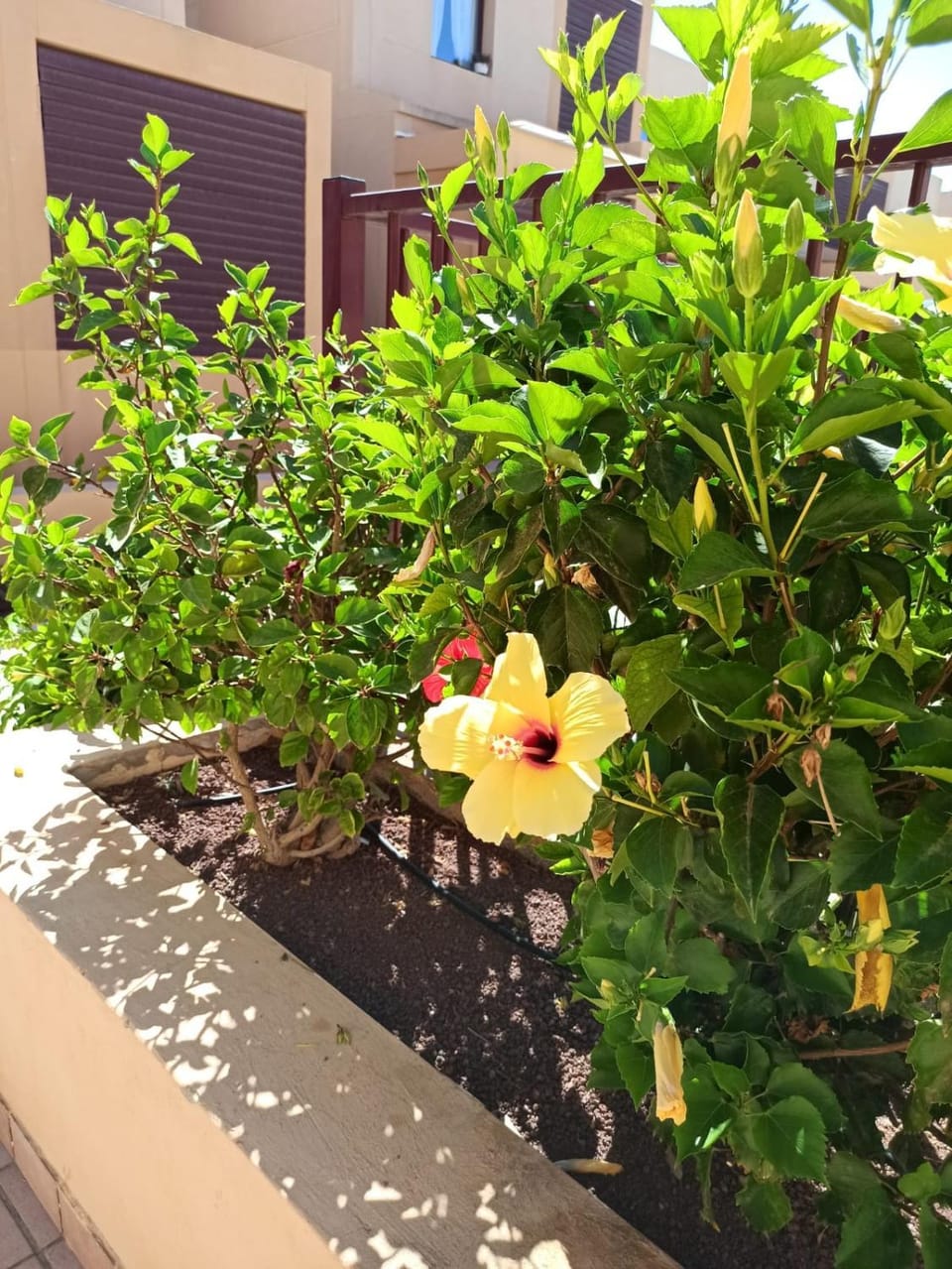 Garden view