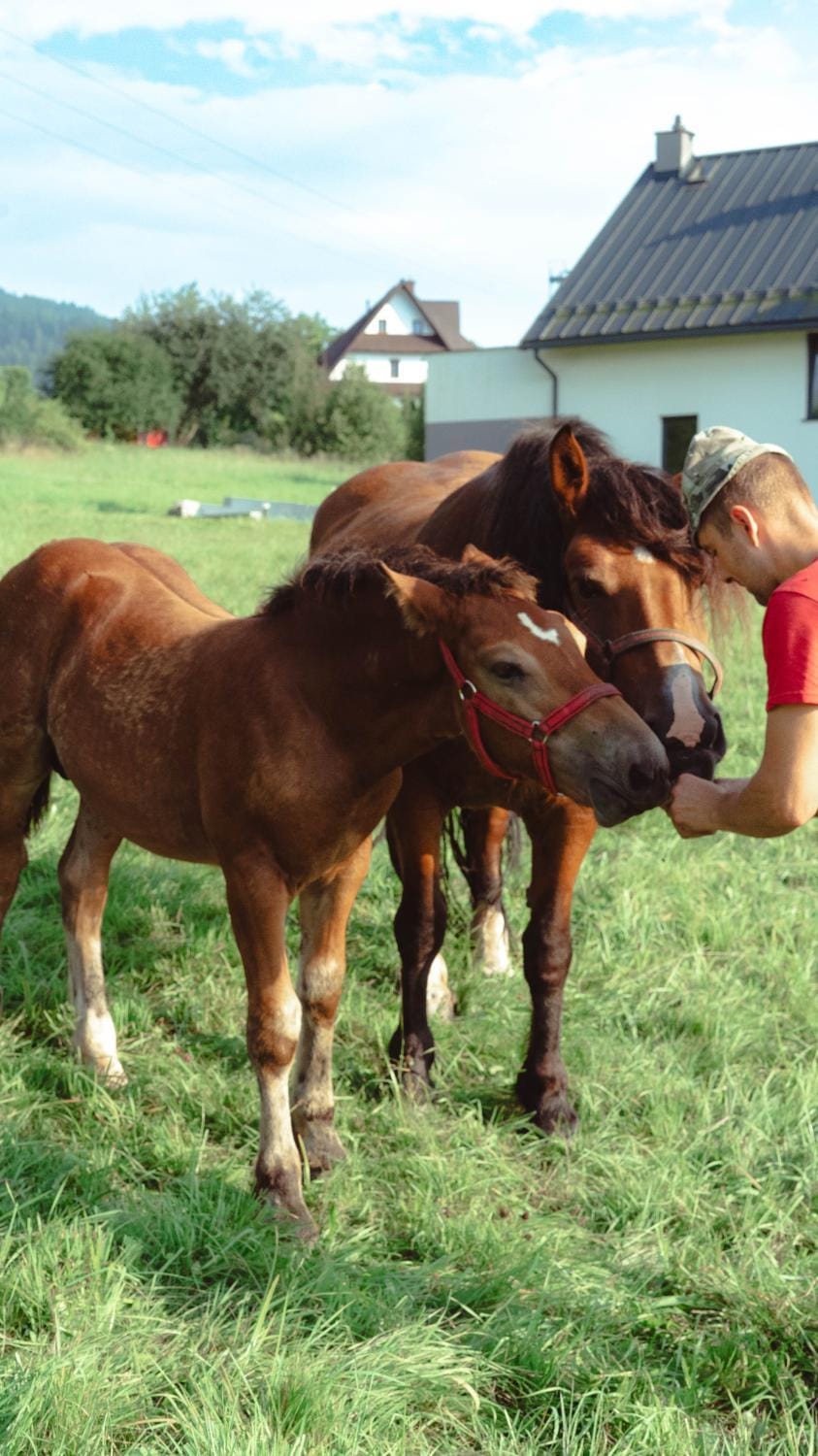 Day, Animals