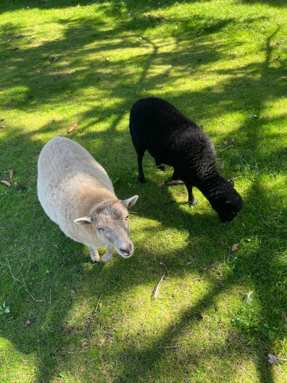 Garden, Animals, Pets