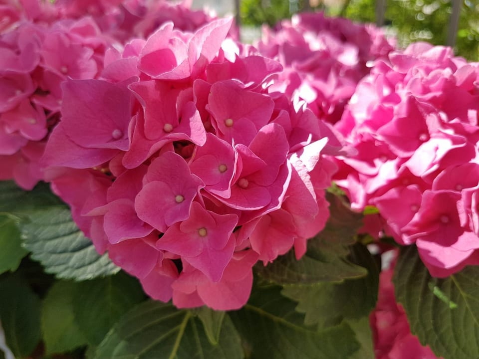 Garden, Decorative detail
