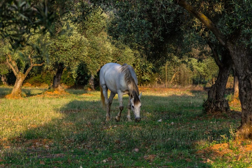 Natural landscape, Garden