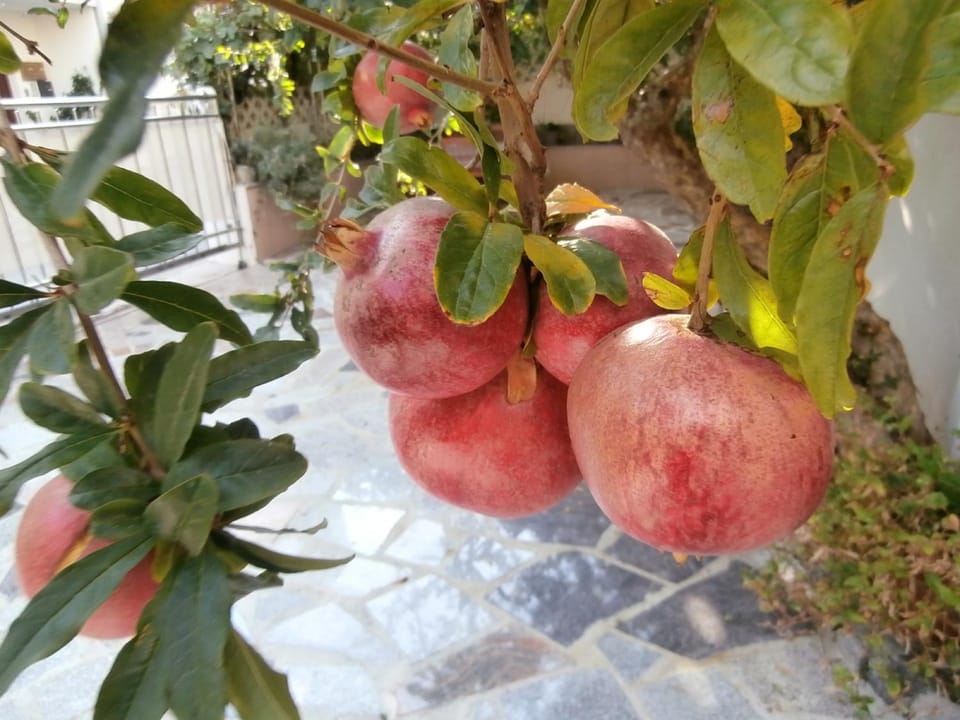 Patio, Garden