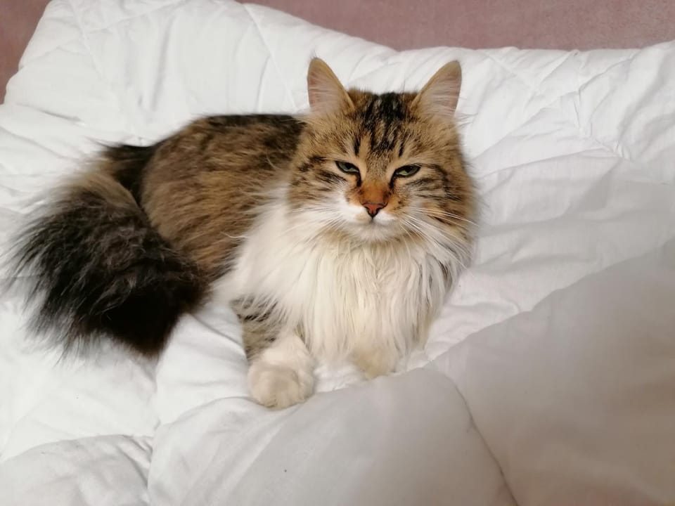 Pets