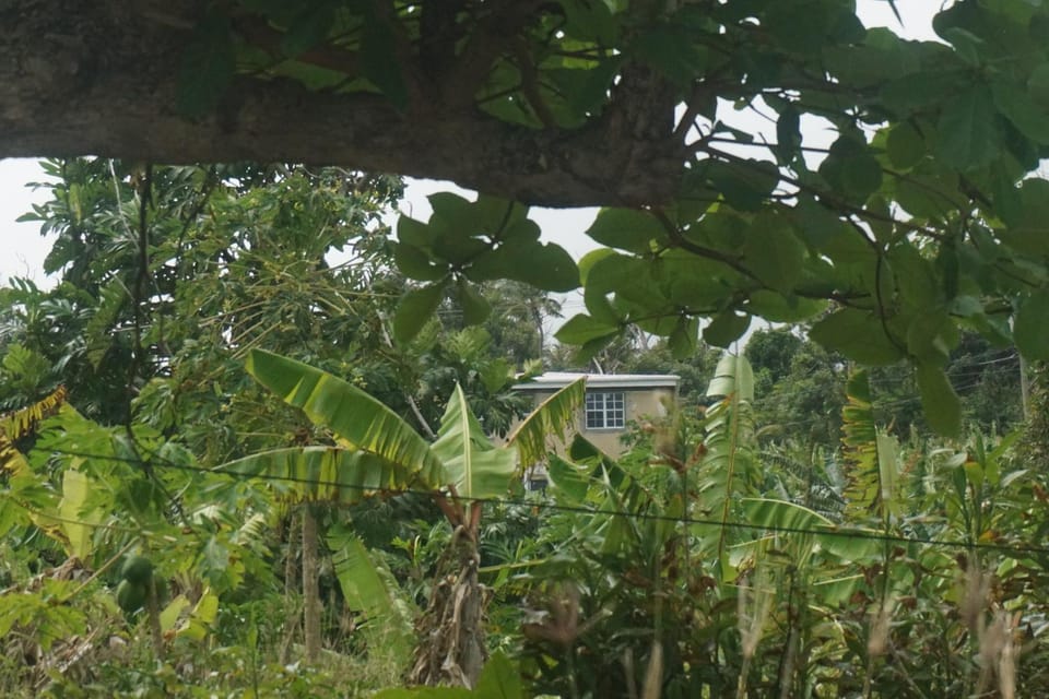 Natural landscape, Garden, Garden view