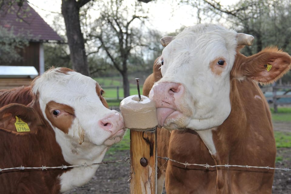 Staff, Animals