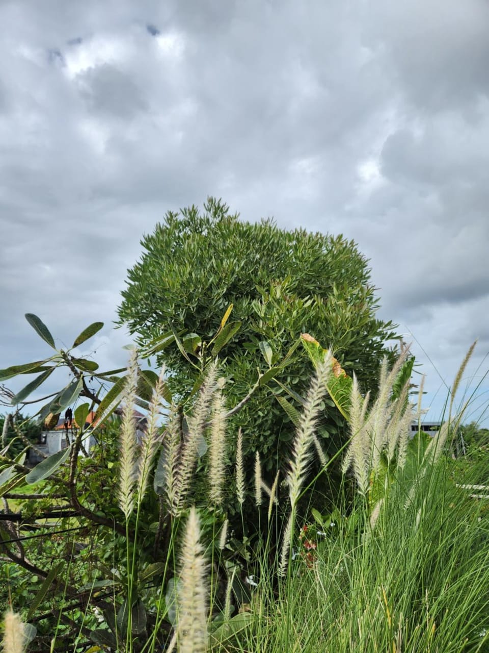 Spring, Day, Natural landscape, Garden, Garden view