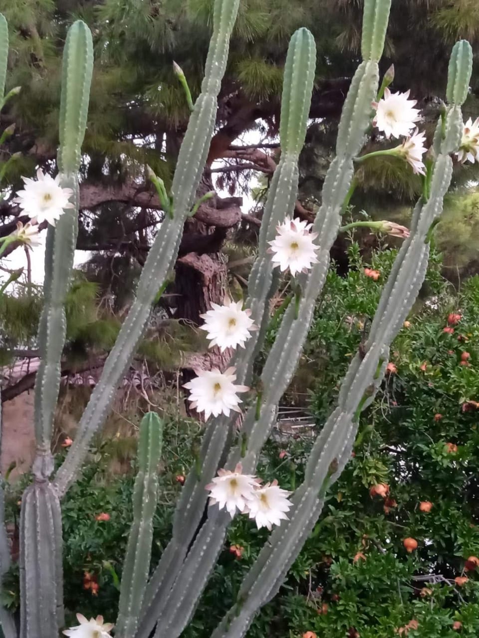 Mani Spot -cereus Apartment in Peloponnese Region