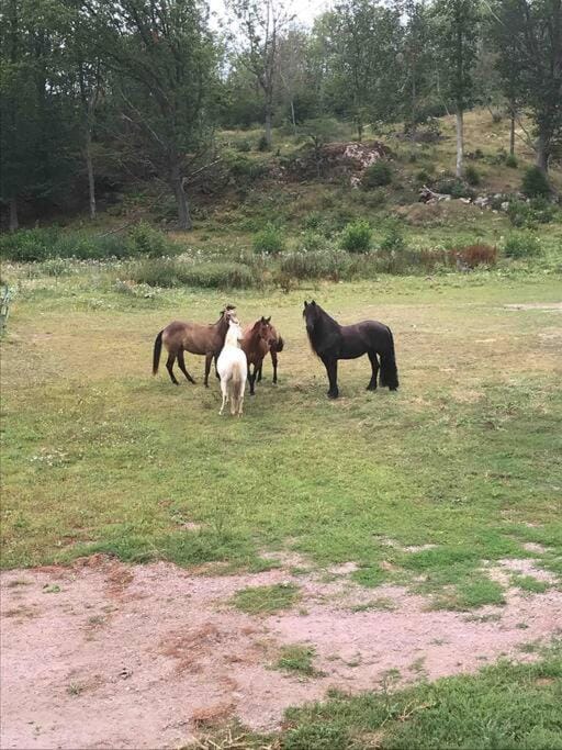 Mysigt boende på landet nära naturen Apartment in Västra Götaland County