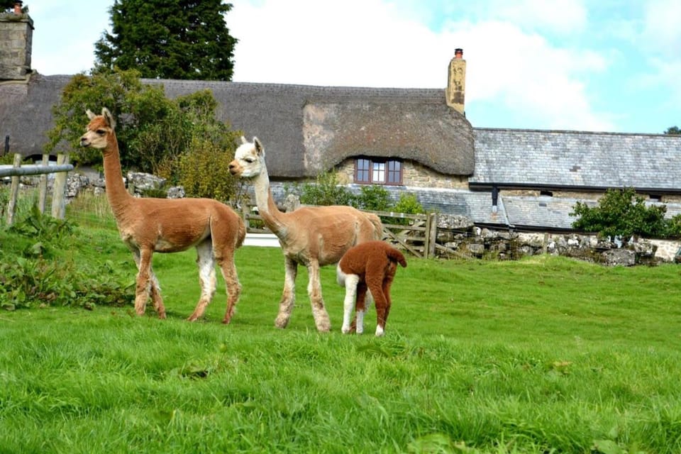 Idyllic Dartmoor Cottage House in Teignbridge