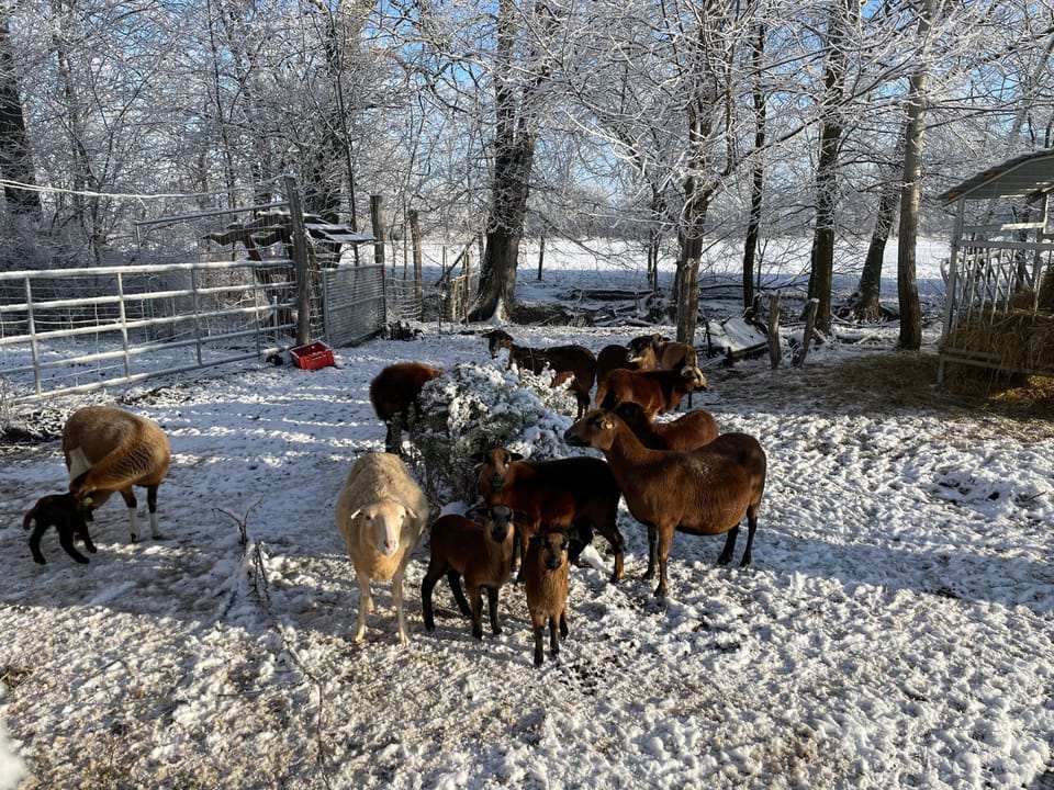 Winter, Animals
