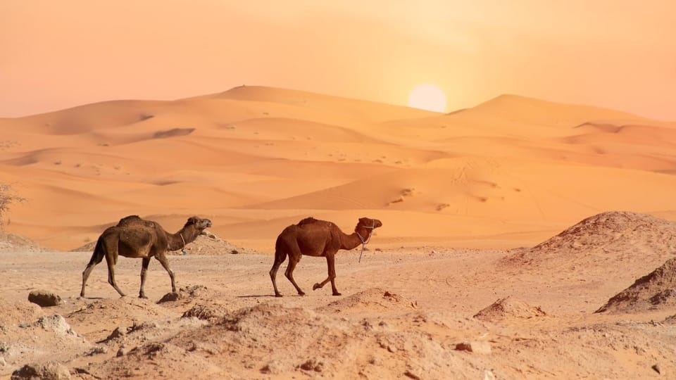 Oasis Luxury Camp Campground/ 
RV Resort in Morocco