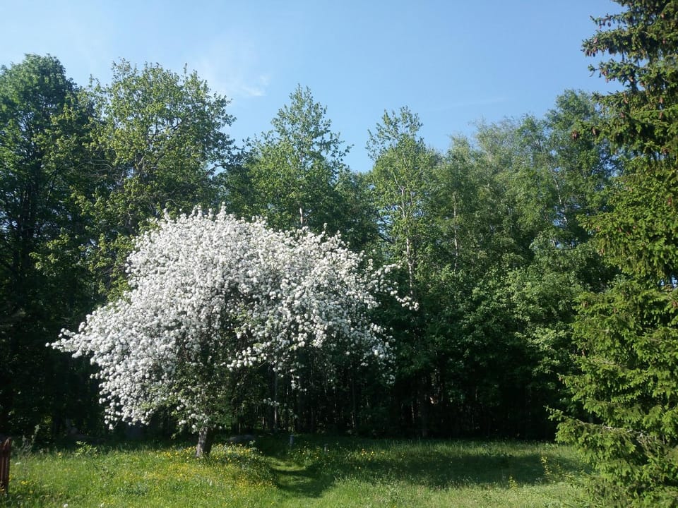 Spring, Garden view
