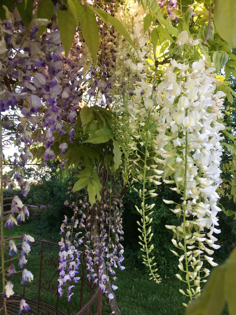 Spring, Garden