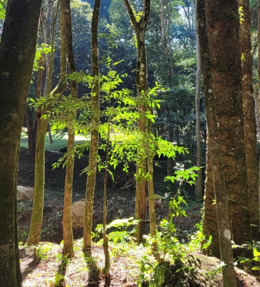 Day, Natural landscape, Garden